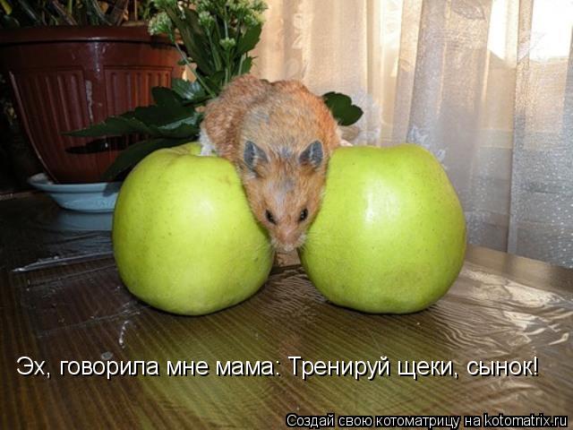 Эх, говорила мне мама: Тренируй щеки, сынок!... Котоматрица: Эх, говорила мне мама: Тренируй щеки, сынок!