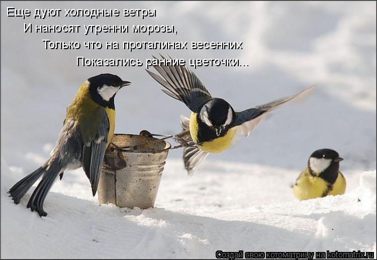 Котоматрица: Еще дуют холодные ветры И наносят утренни морозы,  Только что на проталинах весенних Показались ранние цветочки...
