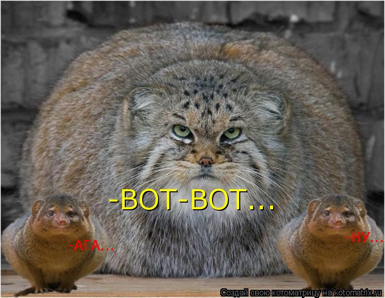 Котоматрица: -ВОТ-ВОТ... -АГА... -НУ...