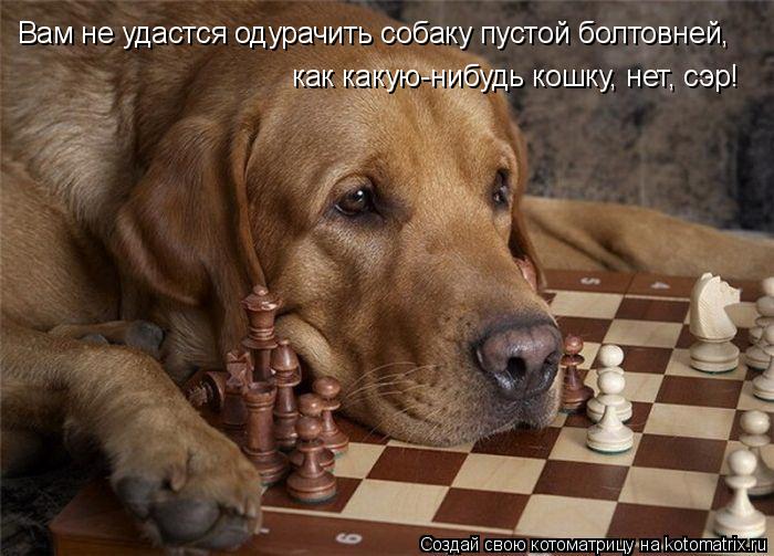 Вам не удастся одурачить собаку пустой болтовней, как какую-нибудь кошку, нет, сэр!... Котоматрица: Вам не удастся одурачить собаку пустой болтовней, как какую-нибудь кошку, нет, сэр!