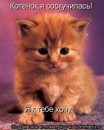 Котенок,я соскучилась! Я к тебе хочу...... Котоматрица: Котенок,я соскучилась! Я к тебе хочу...