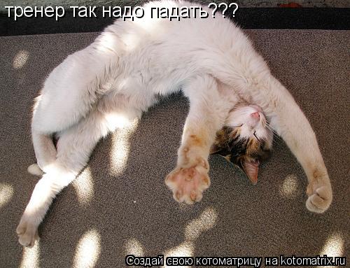 тренер так надо падать???... Котоматрица: тренер так надо падать???