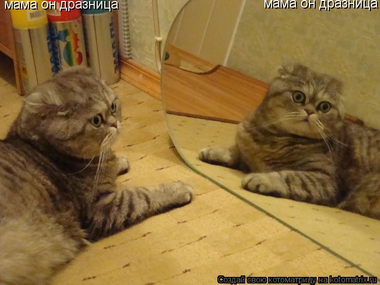 мама он дразница мама он дразница... Котоматрица: мама он дразница мама он дразница