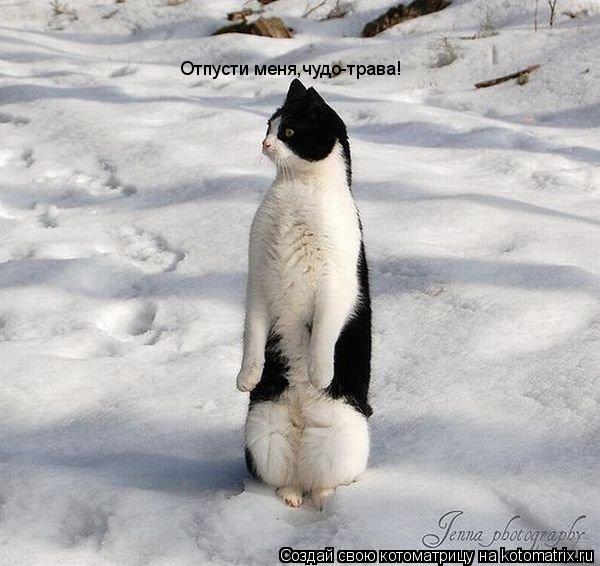 Отпусти меня,чудо-трава!... Котоматрица: Отпусти меня,чудо-трава!