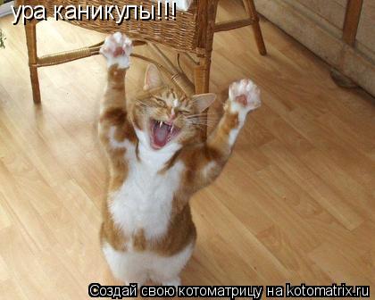 ура каникулы!!!... Котоматрица: ура каникулы!!!