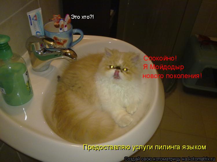 Это хто?! Спокойно! Я Мойдодыр нового поколения! Предоставляю услуги пилинга языком... Котоматрица: Это хто?! Спокойно! Я Мойдодыр нового поколения! Предоставляю услуги пилинга языком