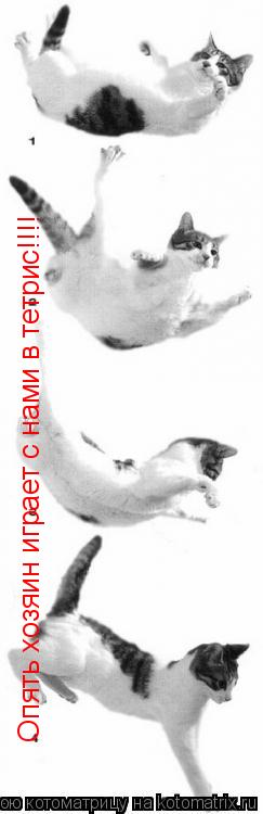 Опять хозяин играет с нами в тетрис!!!!... Котоматрица: Опять хозяин играет с нами в тетрис!!!!