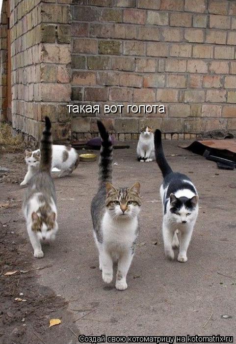 такая вот гопота... Котоматрица: такая вот гопота