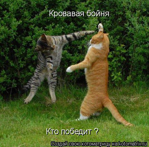 Кровавая бойня Кто победит ?... Котоматрица: Кровавая бойня Кто победит ?
