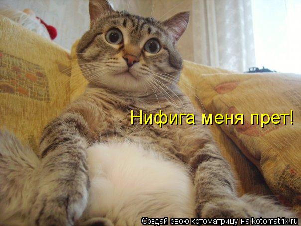 Нифига меня прет!... Котоматрица: Нифига меня прет!