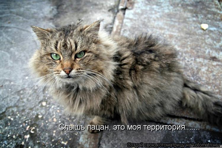 Слышь пацан, это моя территория.......... Котоматрица: Слышь пацан, это моя территория.......