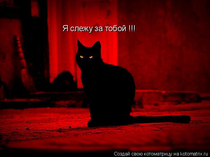 Я слежу за тобой !!!... Котоматрица: Я слежу за тобой !!!