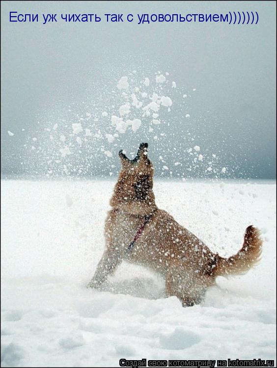 Если уж чихать так с удовольствием)))))))... Котоматрица: Если уж чихать так с удовольствием)))))))