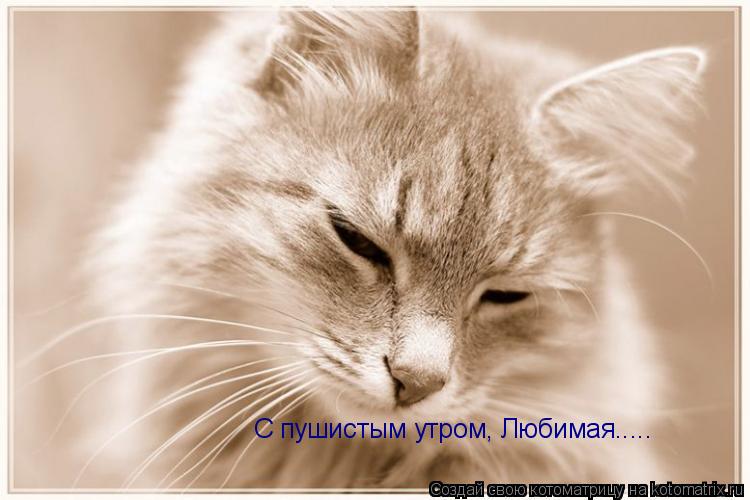 С пушистым утром, Любимая........ Котоматрица: С пушистым утром, Любимая.....