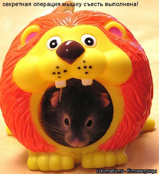 секретная операция мышку съесть выполнена!... Котоматрица: секретная операция мышку съесть выполнена!