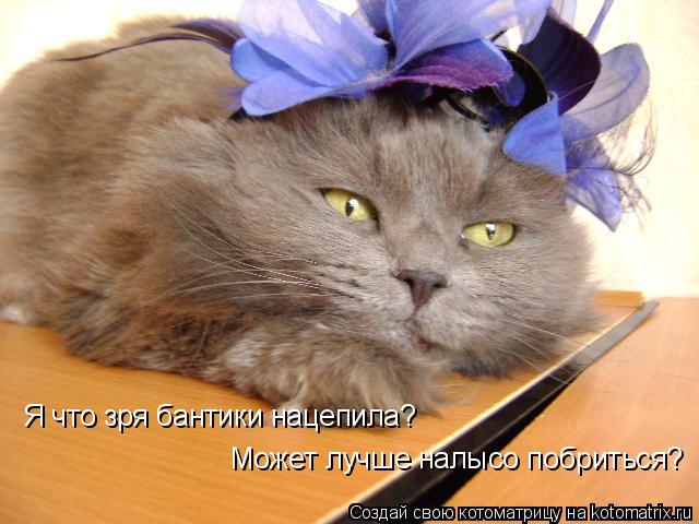Я что зря бантики нацепила? Может лучше налысо побриться?... Котоматрица: Я что зря бантики нацепила? Может лучше налысо побриться?
