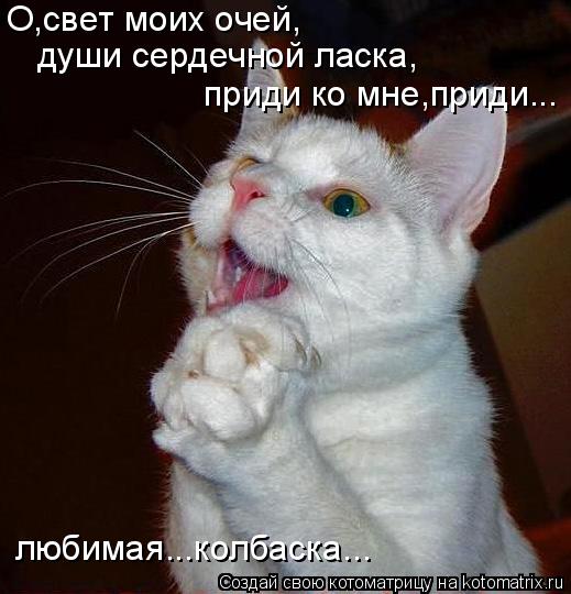 О,свет моих очей, души сердечной ласка, приди ко мне,приди... любимая...колбаска...... Котоматрица: О,свет моих очей, души сердечной ласка, приди ко мне,приди... любимая...колбаска...
