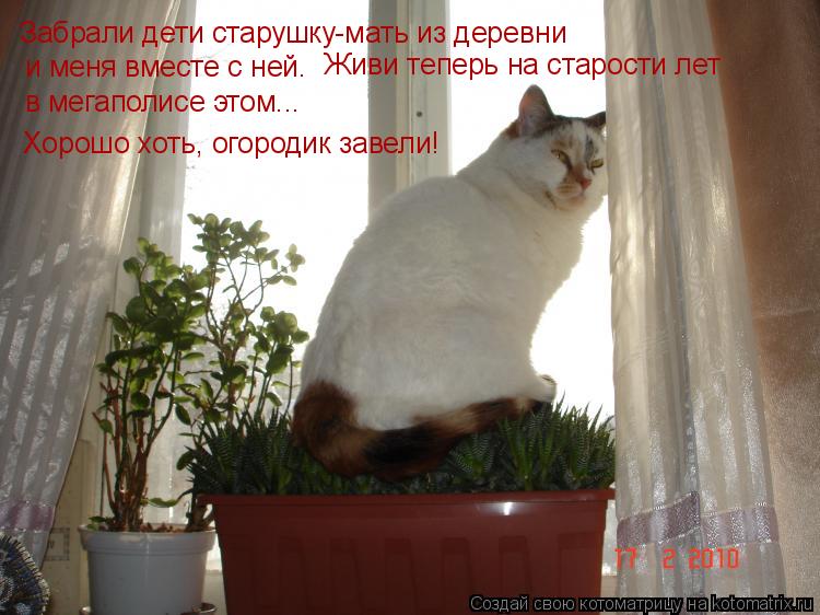 Котоматрица: Забрали дети старушку-мать из деревни  и меня вместе с ней. Живи теперь на старости лет  в мегаполисе этом... Хорошо хоть, огородик завели!