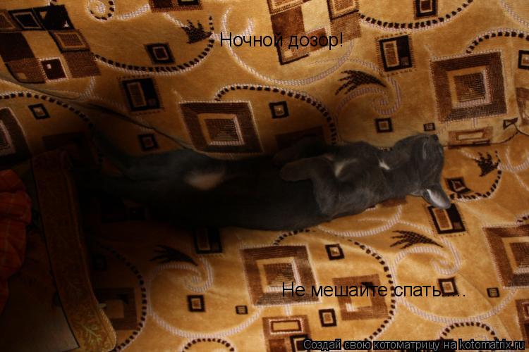 Котоматрица: Ночной дозор! Не мешайте спать.....