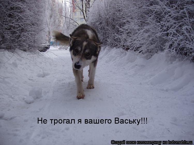 Котоматрица: Не трогал я вашего Ваську!!! Не трогал я вашего Ваську!!!