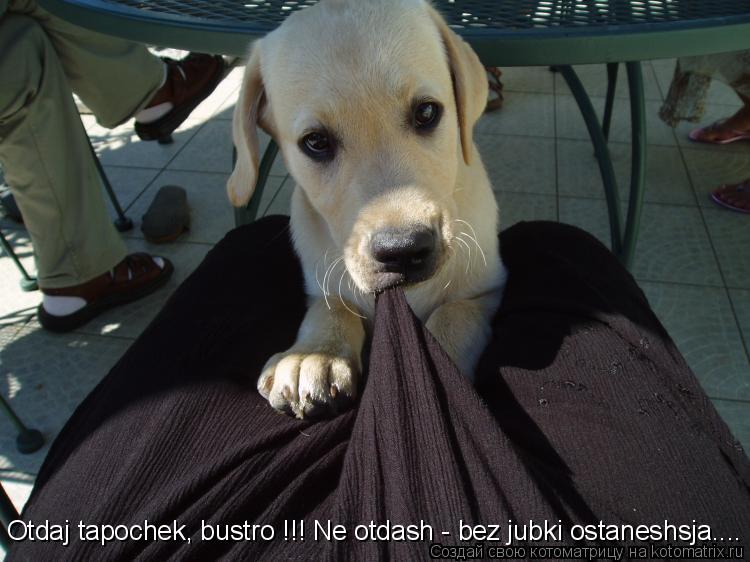 Котоматрица: Otdaj tapochek, bustro !!! Ne otdash - bez jubki ostaneshsja....