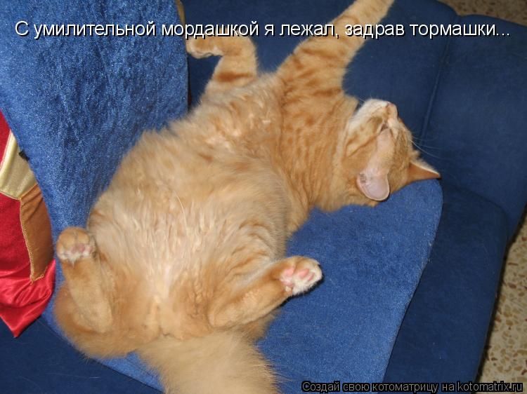 Котоматрица: С умилительной мордашкой я лежал, задрав тормашки...