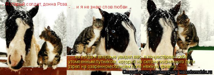 Котоматрица: - Я старый солдат, донна Роза...  - ... и я не знаю слов любви... - ...но когда я впервые увидел вас, я почувствовал себя утомленным путником, который