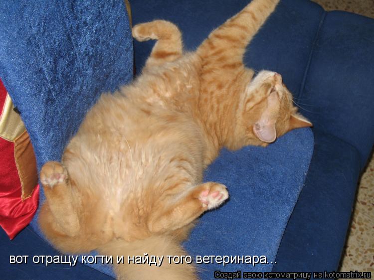 Котоматрица: вот отращу когти и найду того ветеринара...