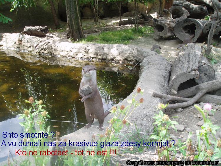 Котоматрица: Shto smotrite ?  A vu dumali nas za krasivue glaza zdesy kormjat ? Kto ne rabotaet - tot ne est !!!