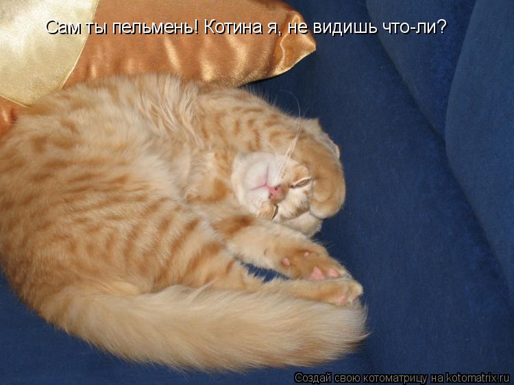 Котоматрица: Сам ты пельмень! Котина я, не видишь что-ли?