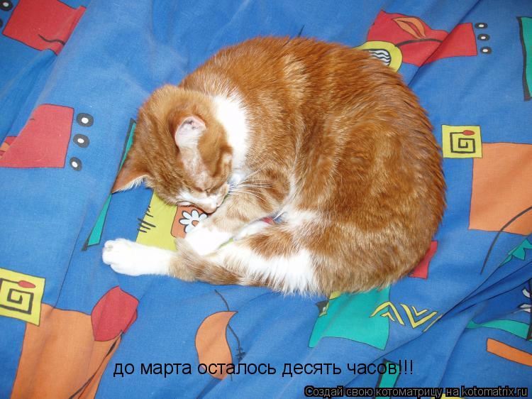 Котоматрица: до марта осталось десять часов!!!