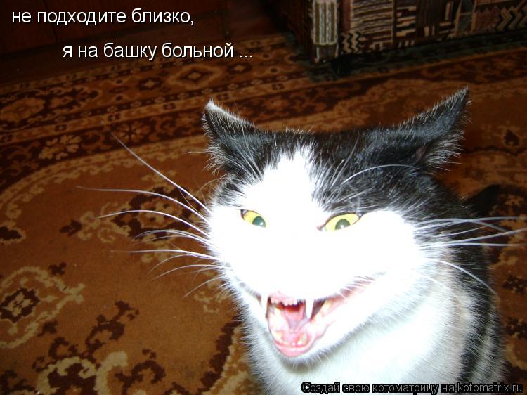 Котоматрица: не подходите близко, я на башку больной ...