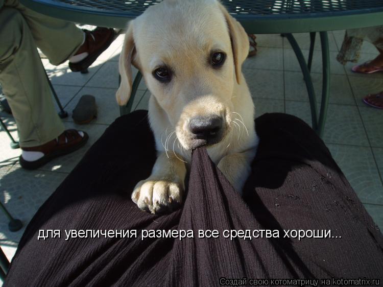 Котоматрица: для увеличения размера все средства хороши...