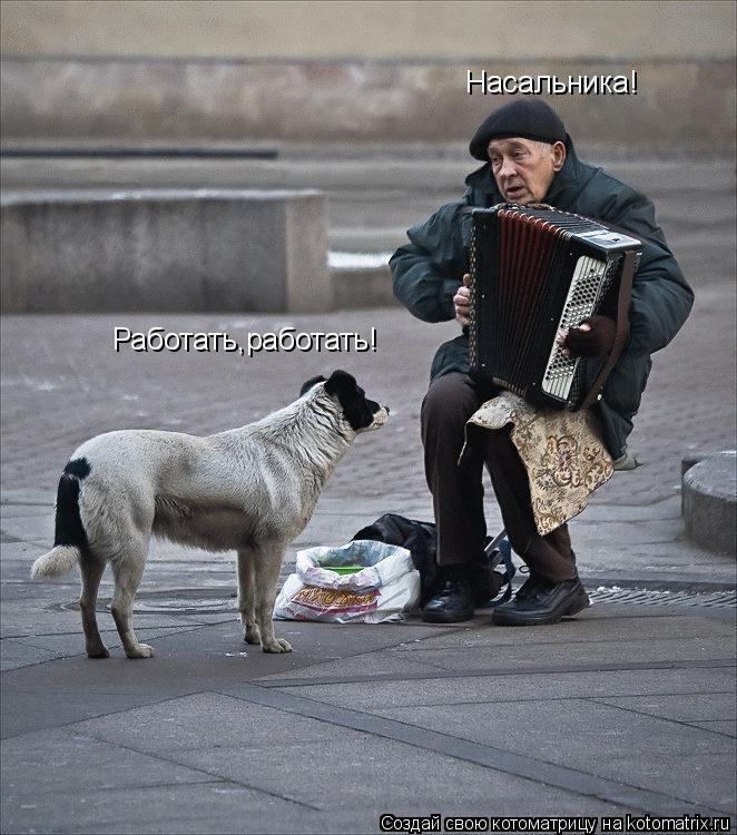 Котоматрица: Насальника! Работать,работать!