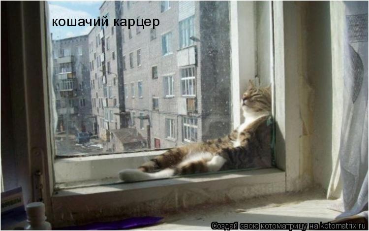 Котоматрица: кошачий карцер