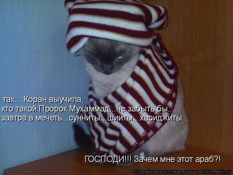 Котоматрица: так... Коран выучила,  кто такой Пророк Мухаммад...не забыть бы... завтра в мечеть...сунниты...шииты...хариджиты... ГОСПОДИ!!! Зачем мне этот араб?!