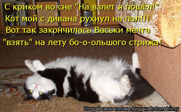 С криком во сне "На взлет я пошёл!" Кот мой с дивана рухнул на пол!!! Вот так закончилась Васьки мечт... Котоматрица: С криком во сне "На взлет я пошёл!" Кот мой с дивана рухнул на пол!!! Вот так закончилась Васьки мечта "взять" на лету бо-о-ольшого стрижа!