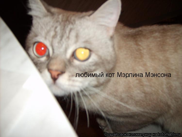 Котоматрица: любимый кот Мэрлина Мэнсона