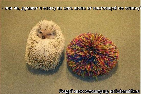Котоматрица: - они чё, думают я ежиху из секс шопа от настоящей не отличу?!