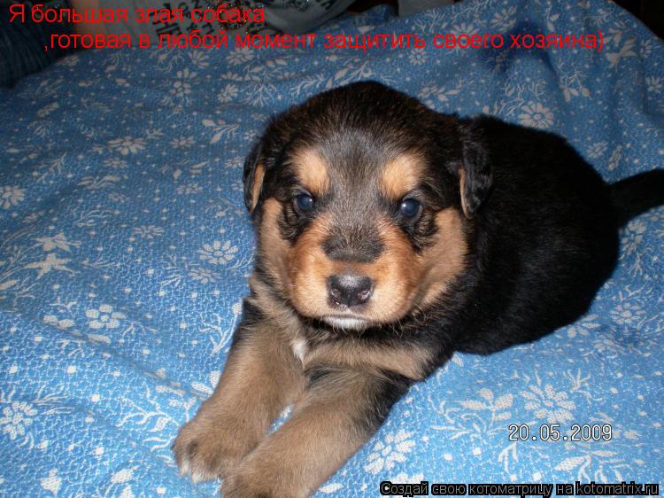 Котоматрица: Я большая злая собака  ,готовая в любой момент защитить своего хозяина)