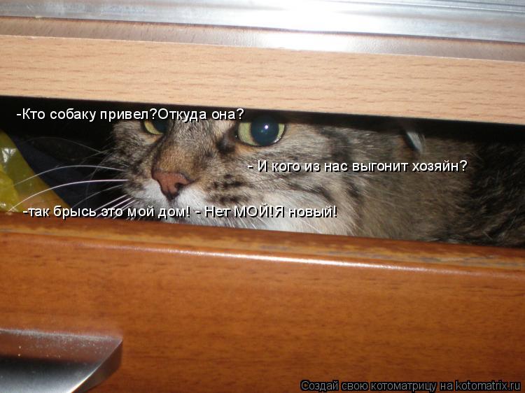 Котоматрица: -Кто собаку привел?Откуда она? -так брысь это мой дом! - Нет МОЙ!Я новый! - И кого из нас выгонит хозяйн?