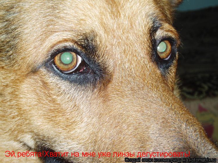 Котоматрица: Эй,ребята!Хватит на мне уже линзы дегустировать!