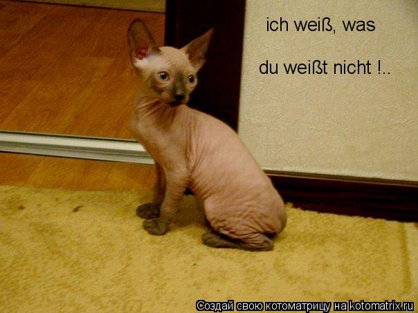 Котоматрица: ich weiß, was du weißt nicht !..