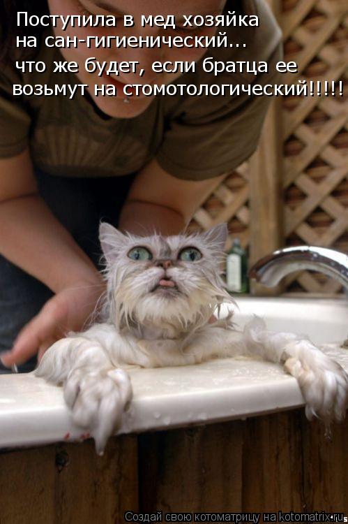 Котоматрица: Поступила в мед хозяйка  на сан-гигиенический... что же будет, если братца ее возьмут на стомотологический!!!!!