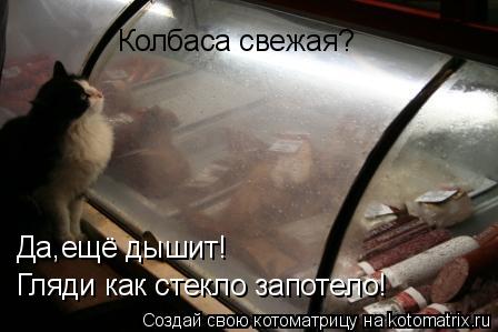 Котоматрица: Колбаса свежая? Да,ещё дышит! Гляди как стекло запотело!