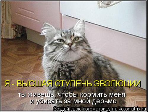 Котоматрица: ты живешь, чтобы кормить меня и убирать за мной дерьмо Я - ВЫСШАЯ СТУПЕНЬ ЭВОЛЮЦИИ
