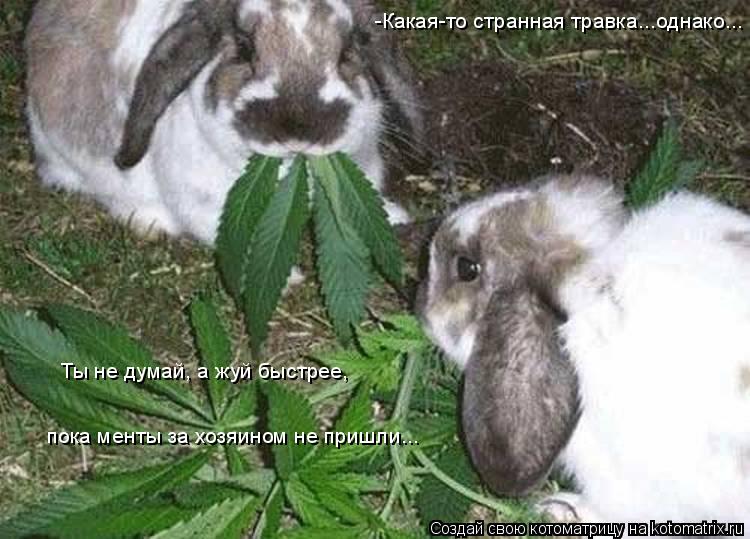 Котоматрица: -Какая-то странная травка...однако... Ты не думай, а жуй быстрее,  пока менты за хозяином не пришли...