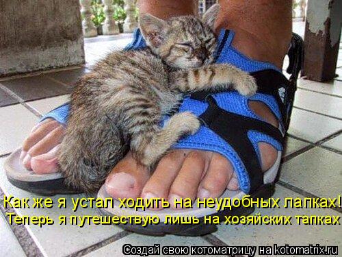 Котоматрица: Как же я устал ходить на неудобных лапках! Теперь я путешествую лишь на хозяйских тапках .