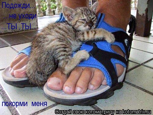 Котоматрица: Подожди... ...не уходи ...ТЫ ,ТЫ... покорми  меня