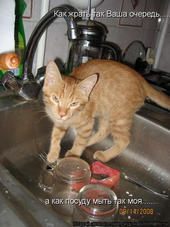 Котоматрица: Как жрать так Ваша очередь..... а как посуду мыть так моя.......